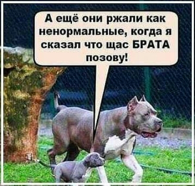 А ещё они ржали как ненормальные когда я сказал что щас БРАТА позову