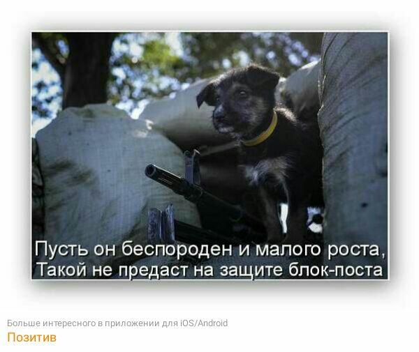 Пусть он беспороден и малого роста Такой не п е аст на за ите блокпоста