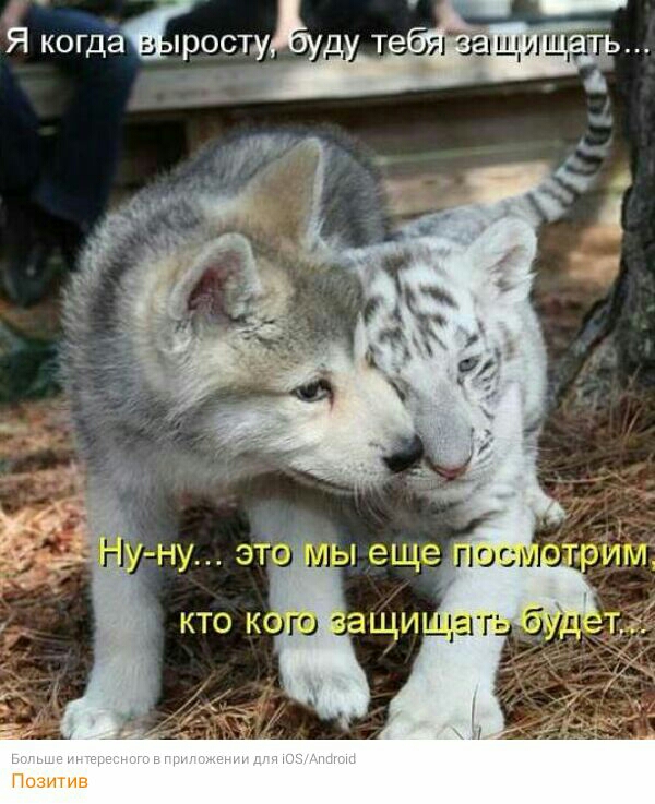 _ щ Позитив