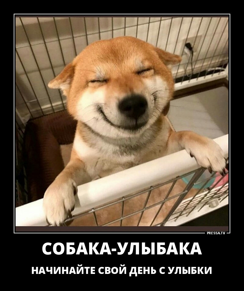 зип СОБАКА УЛ Ы БАКА НАЧИНАЙТЕ свой дЕнь с улывки