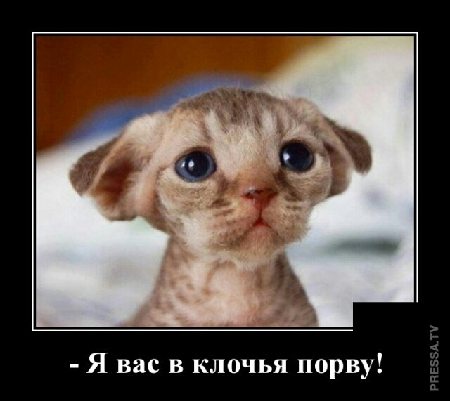 Я вас в клочья порву