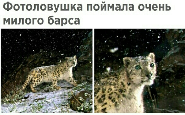 Фотоловушка поймала очень милого барса