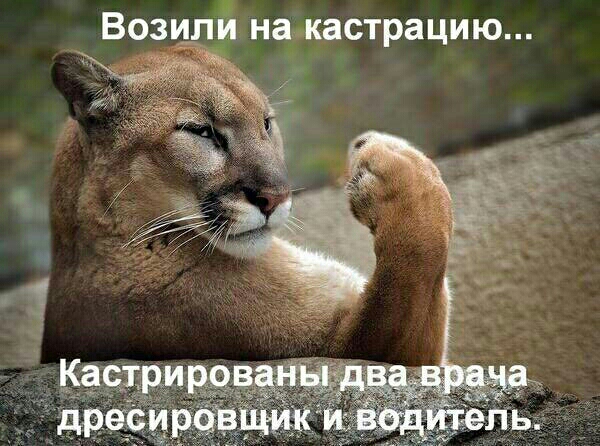 Возцпи на кастрацию