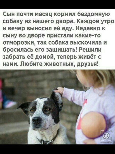 Сын почти месяц кормил бездомную собаку из нашего двора Каждое утро и вечер выносил ей еду Недавно к сыну во дворе пристали какието отморозки так собака выскочила и бросилась его защищать Решили забрать её домой теперь живёт с нами Любите животных друзья