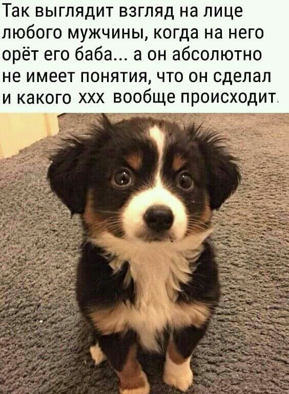 Так выглядит взгляд на лице любого мужчины когда на него орёт его баба а он абсолютно не имеет понятия что он сделал И КЭКОГО ХХХ ВООбЩЕ ПРОИСХОДИТ