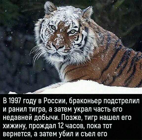 _ В1997 году в России браконьер подстрелил и ранил тигра а затем украл часть его недавней добычи Позже тигр нашел его хижину прождал 12 часов пока тот вернется а ЗЗТЕМ УБИП И съел ЕГО