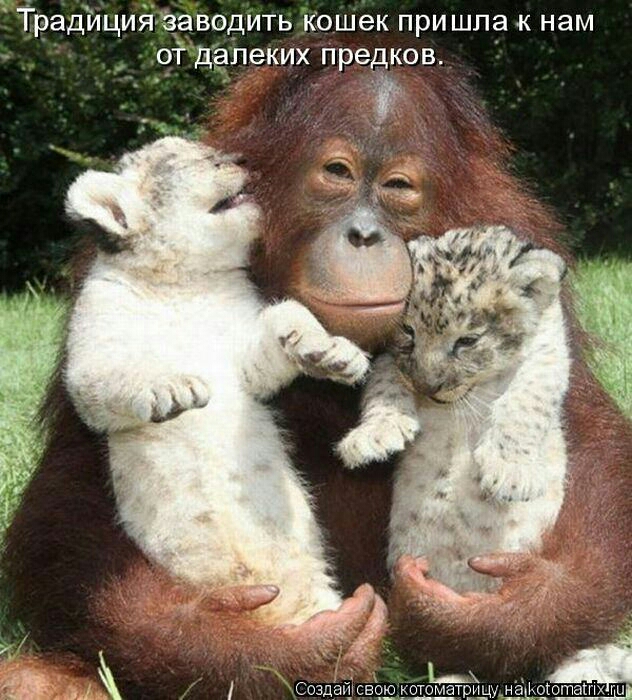 Традйциязаводить кошек при шла к нам от дапеких предков