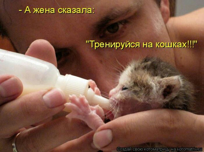 А жена сказала Тренируйся на кошках