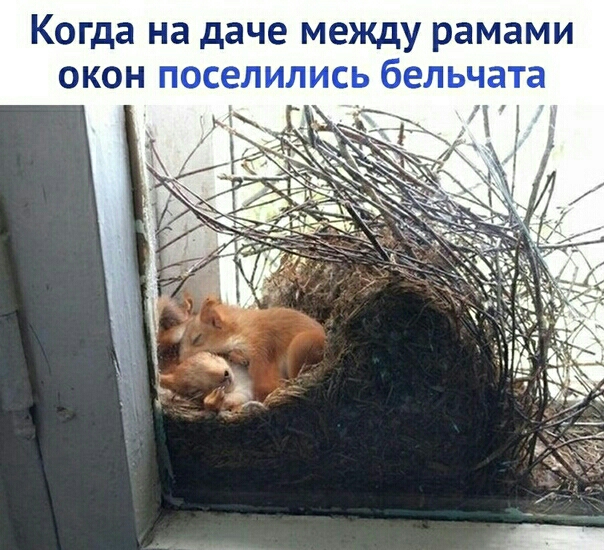 Когда на даче между рамами