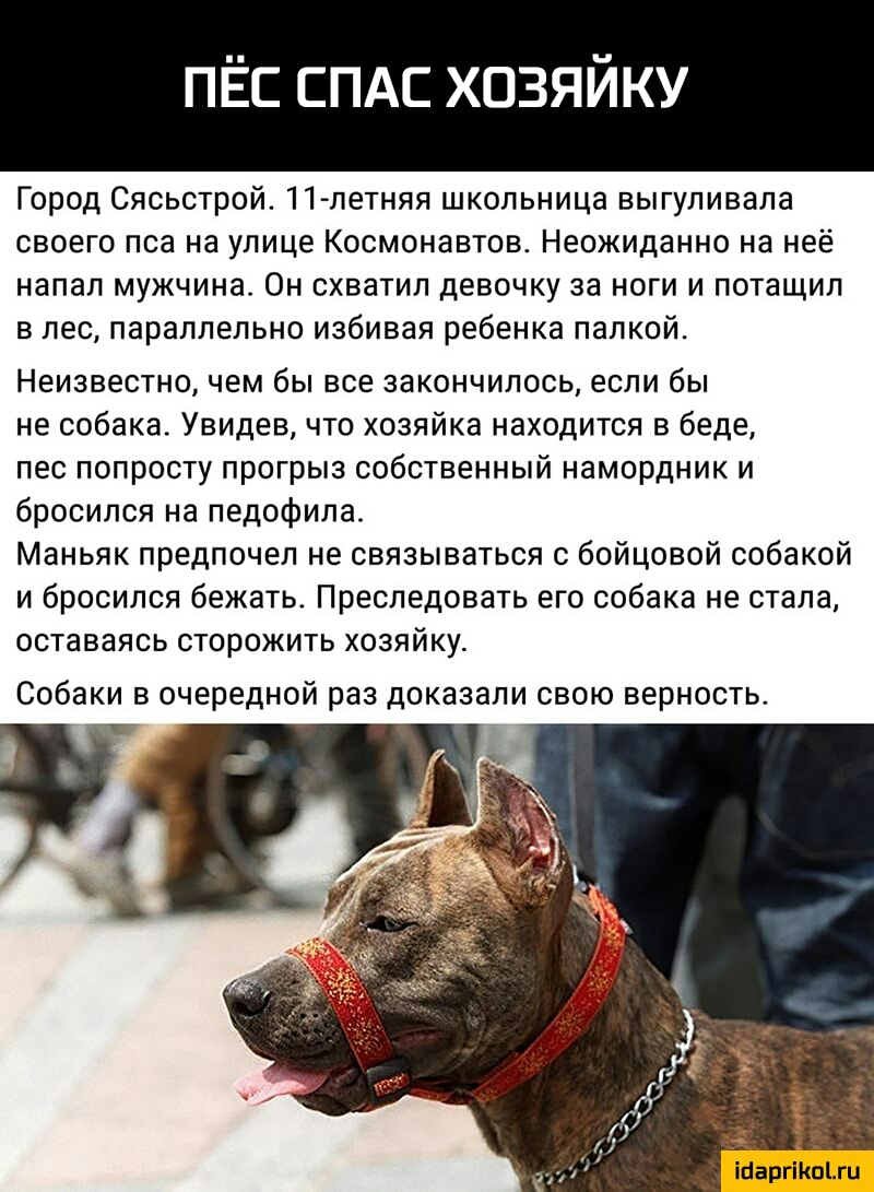 ПЁС спдс хозяйку Город Сясьстрой 11летняя школьница выгуливала своего пса на улице Космонавтов Неожиданно на неё напал мужчина Он схватил девочку за ноги и потащил в лес параллельно избивая ребенка палкой Неизвестно чем бы все закончилось если бы не собака Увидев что хозяйка находится в беде пес попросту прогрыз собственный намордник и бросился на педофила Маньяк предпочел не связываться с бойцово