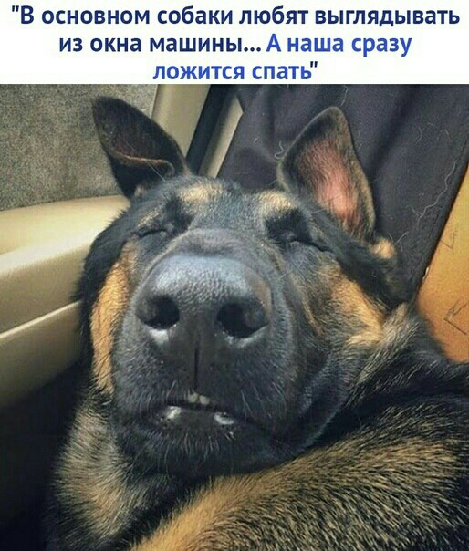 В основном собаки любят выглядывать ИЗ пкна машинь