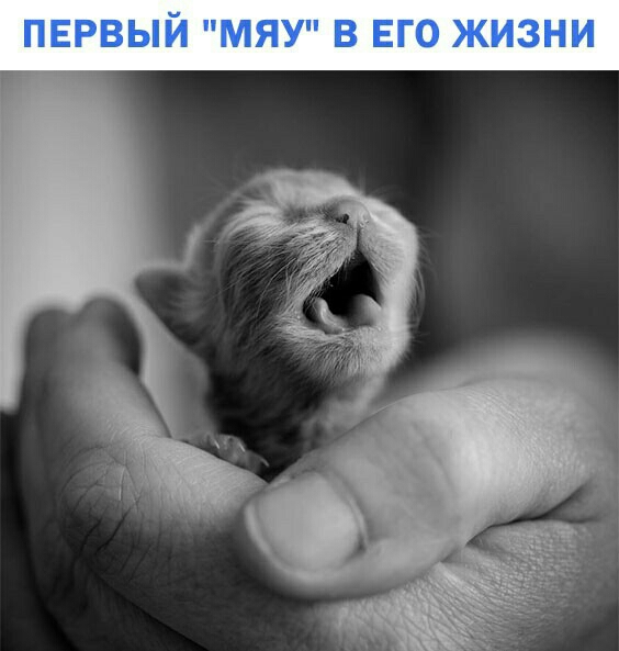 ПЕРВЫЙ МЯУ В ЕГФ ЖИЗНИ