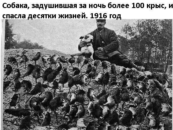 Собака задушившая за ночь более 100 крыс и спасла десятки жизней 1916 год Е