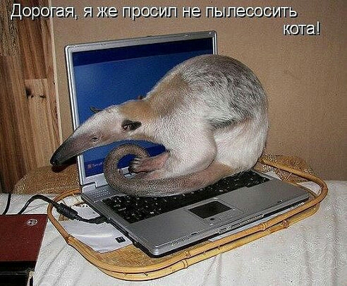 Дорогая я же просил не пытесосить кота