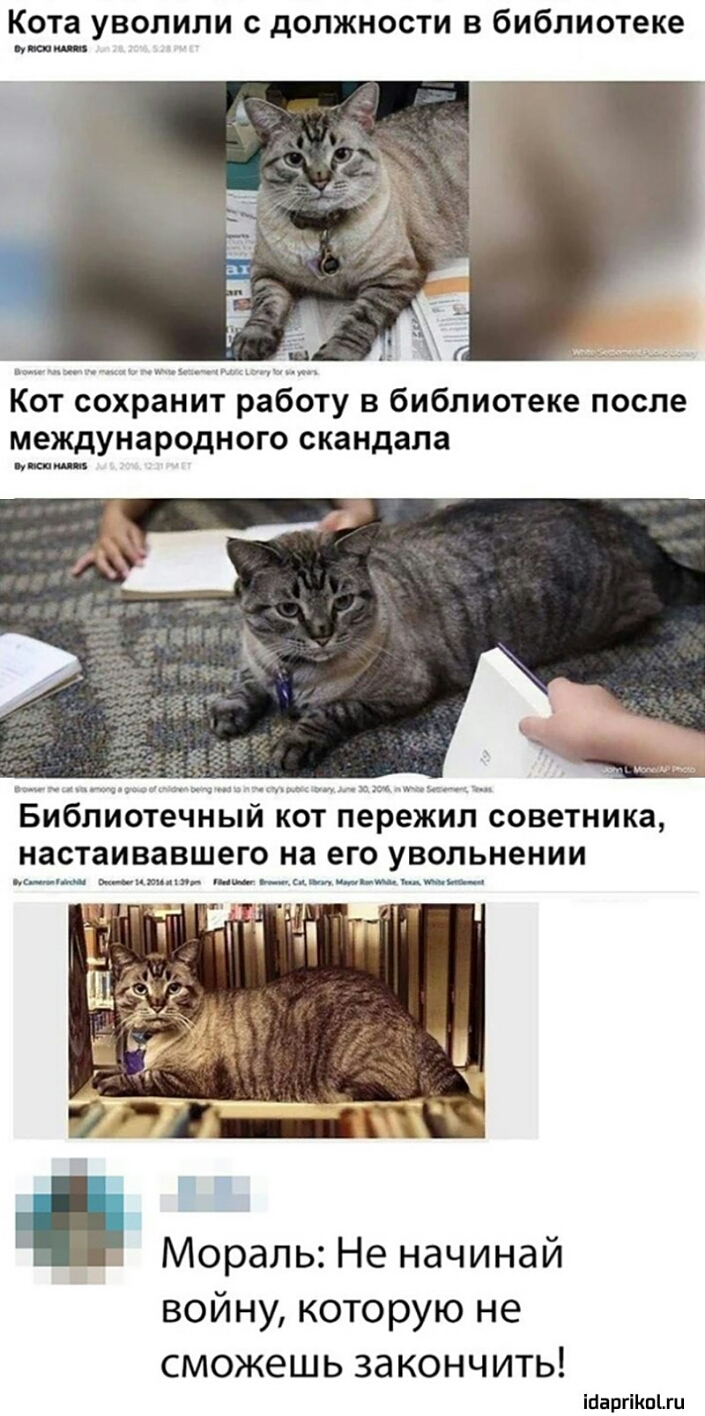 Кота уволили с должности в библиотеке от сЬхЁанит рабдту в библиотеке после международного скандала ЕРЕЖ советника вопьнении Мораль Не начинай ВОЙ НУ КОТОРУЮ НЕ СМОЖЕШ Ь за КОНЧИТЬ Мавпи иш