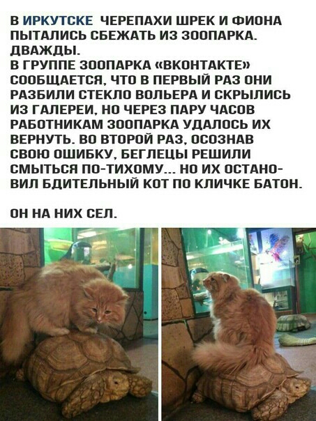 В ИРКУТСКЕ ЧЕРЕПАХИ ШРЕК И ФИОНА ПЫТАЛИСЬ СБЕЖАТЬ ИЗ ЗООПАРКА ДВАЖДЫ В ГРУППЕ ЗООПАРКА ВКОНТАКТЕ СООБЩАЕТСЯ ЧТО В ПЕРВЫЙ РАЗ ОНИ РАЗБИЛИ СТЕКЛО ВОЛЬЕРА И СКРЫЛИСЬ ИЗ ГАЛЕРЕИ НО ЧЕРЕЗ ПАРУ ЧАСОВ РАБОТНИКАМ ЗООПАРКА УДАЛОСЬ ИХ ВЕРНУТЬ ВО ВТОРОЙ РАЗ ОСОЗНАВ СВОЮ ОШИБКУ БЕГЛЕЦЫ РЕШИЛИ СМЫТЬСЯ ПО ТИХОМУ НО ИХ ОСТАНО ВИЛ БДИТЕЛЬНЫЙ КОТ ПО КЛИЧКЕ БАТОН ОН НА НИХ СЕЛ