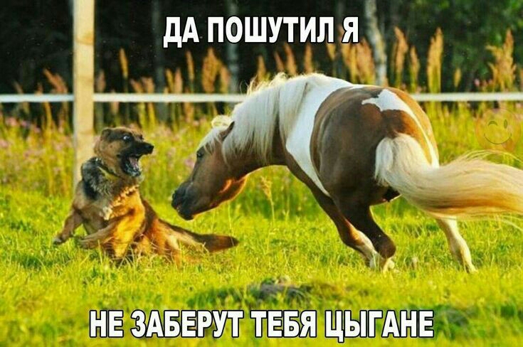 ДА ПОШУТИЛ Я КОМ НЕ ЗАБЕРУЛСТЕБЯ ЦЫГАНЕ