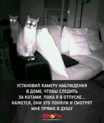 УСТАНОВИЛ КАМЕРУ НАБЛЮДЕНИЯ В ДОМЕ ЧТОБЫ СЛЕДИТЬ ЗА КОТАМИ ПОКА Я В ОТПУСКЕ КАЖЕТСЯ ОНИ ЭТО ПОНЯЛИ И СМОТРЯТ МНЕ ПРЯМО В ДУШУ