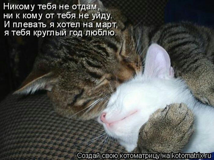 Никому тебя не стати ни к кому от тебя не уйду И плевать я хотел на март я тебя круглый год люблю Создай свою котоматрицма макетам