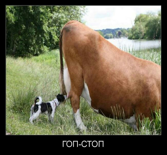 ГОПСТОП