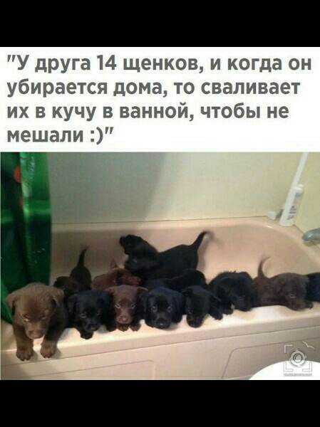 У дрУга 14 щенков и когда он убирается дома то сваливает их в кучу в ванной чтобы не мешали