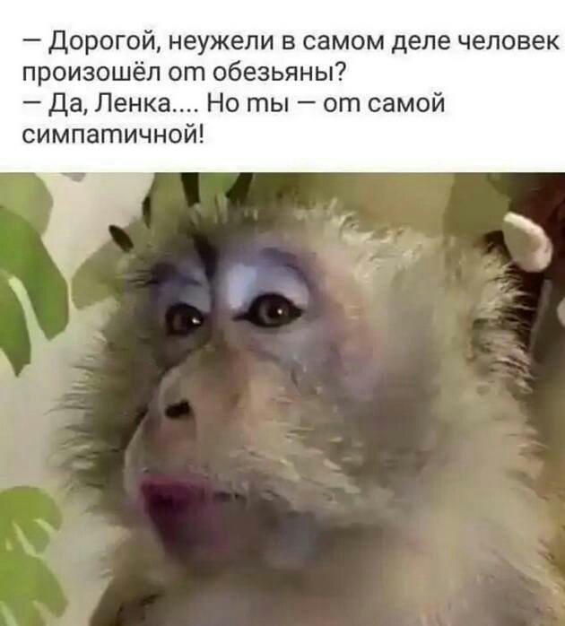 дорогой неужели в самом деле человек произошёл от обезьяны да Ленка Но ты от самой симпатично
