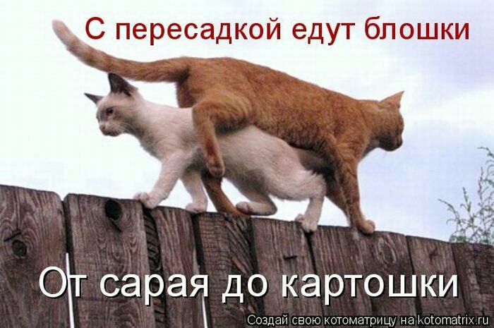 С пересадкой едут блошки отг сарай до картошки