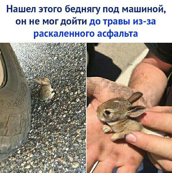 Нашел этого беднягу под машиной он не могдойти _