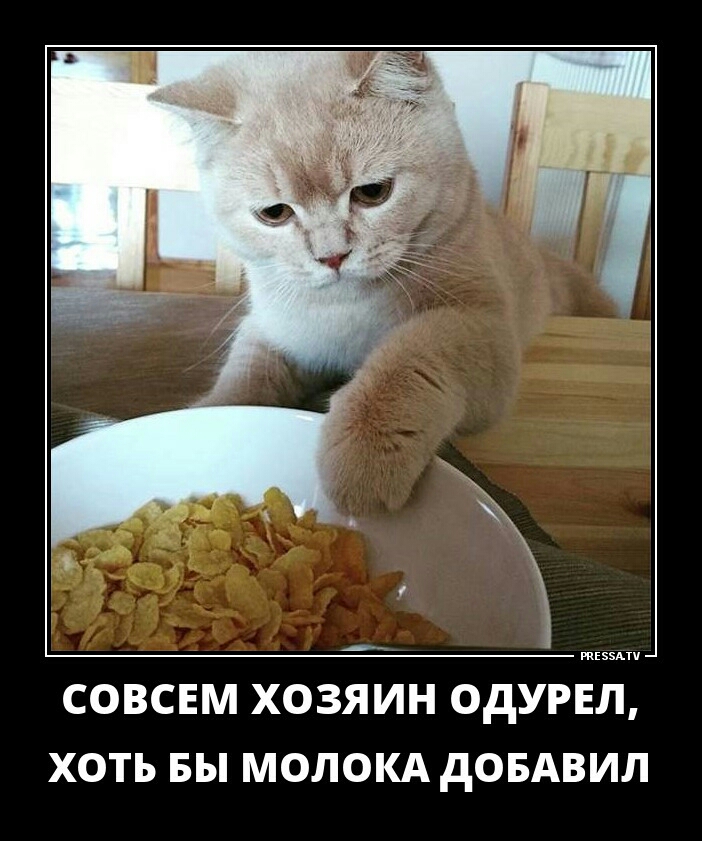 СОВСЕМ ХОЗЯИН ОДУРЕЛ ХОТЬ БЫ МОЛОКА ДОБАВИЛ
