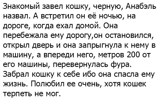 Знакомый завел кошку черную Анабэль назвал А встретил он её ночью на дороге когда ехал домой Она перебежала ему дорогу он остановился открыл дверь и она запрыгнула к нему в машину а впереди него метров 200 от его машины перевернулась фура Забрал кошку к себе ибо она спасла ему жизнь Полюбил ее очень хотя кошек терпеть не мог