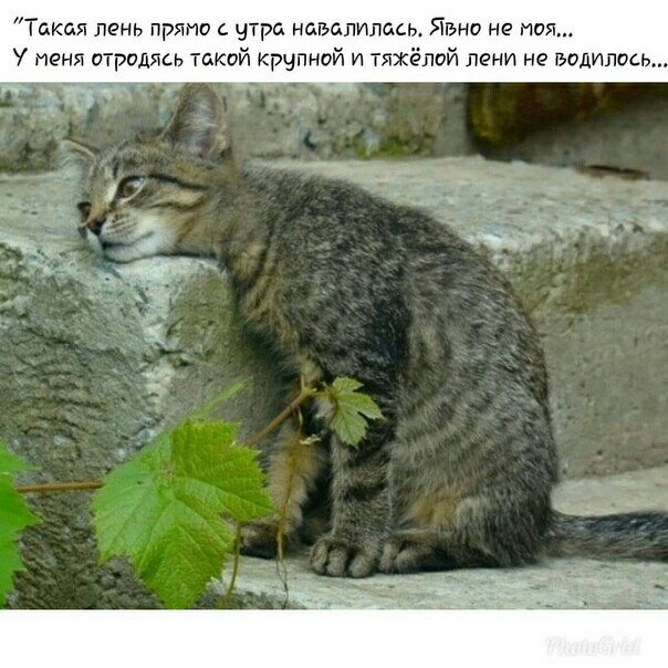 тд пит навалились я не у игрались такий щ и тлхёппй пени не водились
