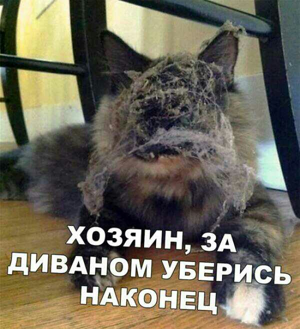 хозяин зд дивдном уверйь ндконвці
