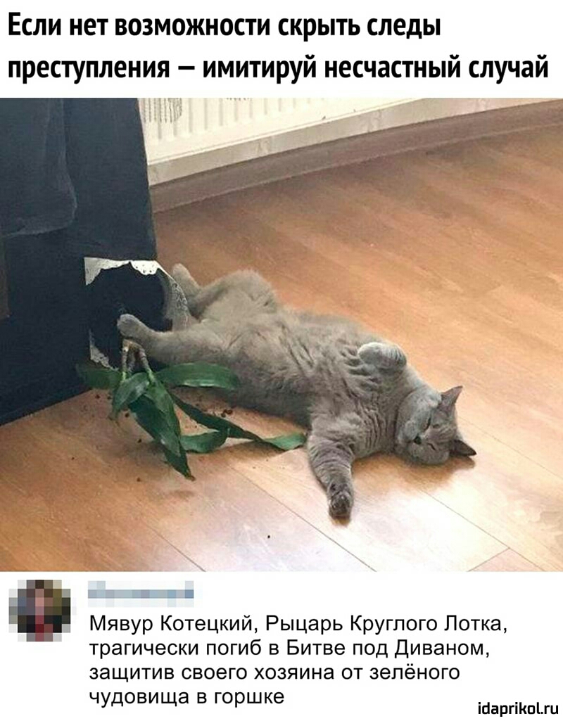 ЕСЛИ нет ВОЗМОЖНОСТИ КРЫТЬ СЛЕДЫ преступления имитируй несчастный случай Мявур Когецкий Рыцарь Круглого Лотка трагически погиб в Битве под диваном защитив своего хозяина от зелёного чудовища в горшке гипш