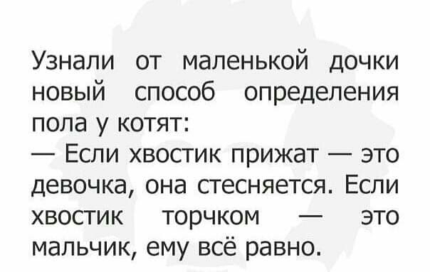 Узнали от маленькой дочки новый способ определения пола у котят Если хвостик прижат это девочка она сгесняется Если хвостик торчком это мальчик ему всё равно