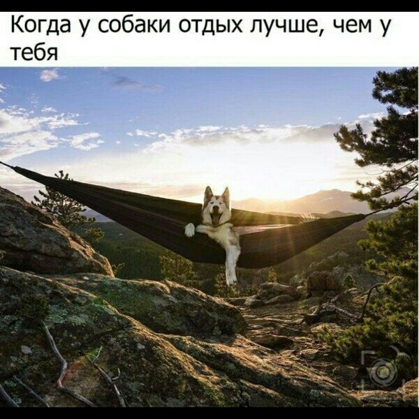 Когда у собаки отдых лучше чем у тебя
