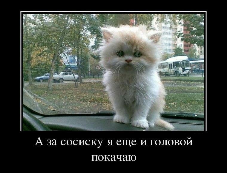 А за сосиску я еще и головой покачаю