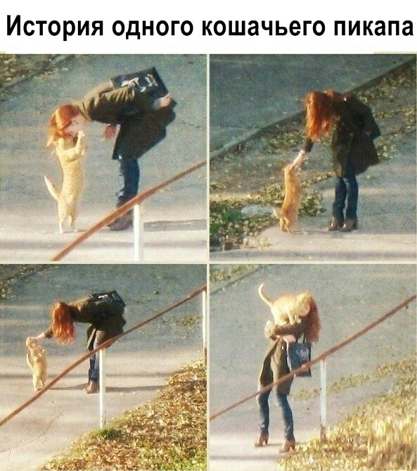История ОДНОГО кошачьего ПИКЭПЗ