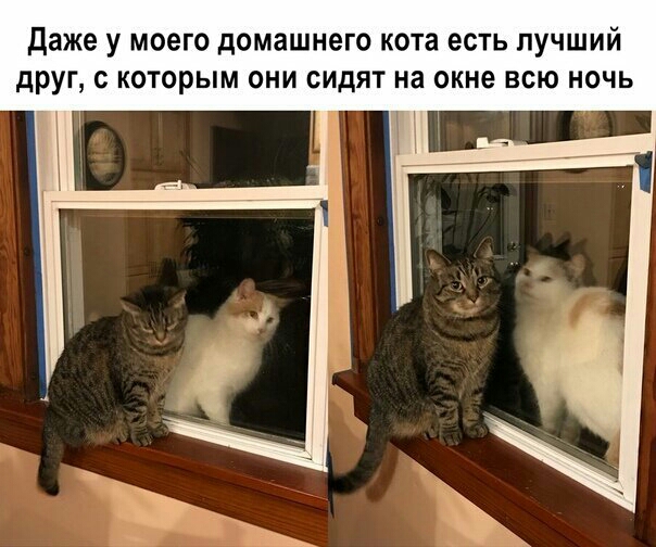 даже у МОЕГО ЦОМЗШНЕГО КОТЭ ЕСТЬ ЛУЧШИЙ друг с которым они сидят на окне всю ночь