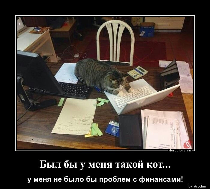 Был бы у меня такой кот у меня не было бы проблем с финансами