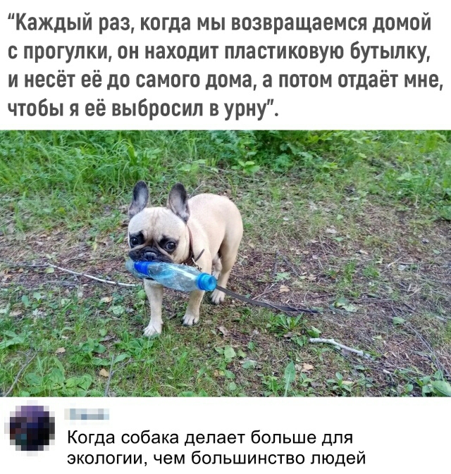 Каждый раз когда мы возвращаемся домой с прогулки он находит пластиковую бутылку и несёт её до самого дома а потом отдаёт мне чтобы я её выбросил в урну Когда собака делает больше для экологии чем большинство людей