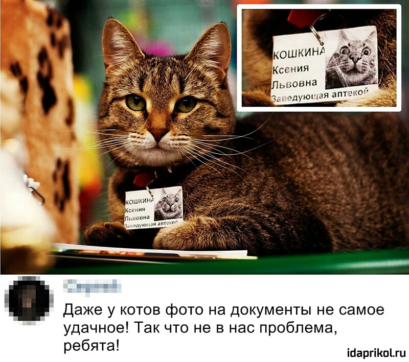 Даже у котов фото на документы не самое удачное Так что не в нас проблема ребята 1барико ги