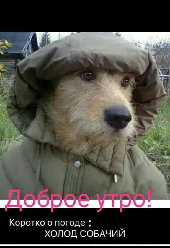 Коротко о погоде ХОЛОД СОБАЧИЙ