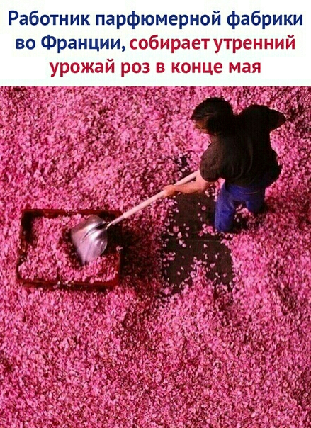 Работник парфюмерной фабрики во Франции собирает утренний урожай роз в конце мая