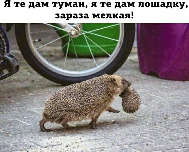 Я те дам туман я те дам лошадку зараза мелкая