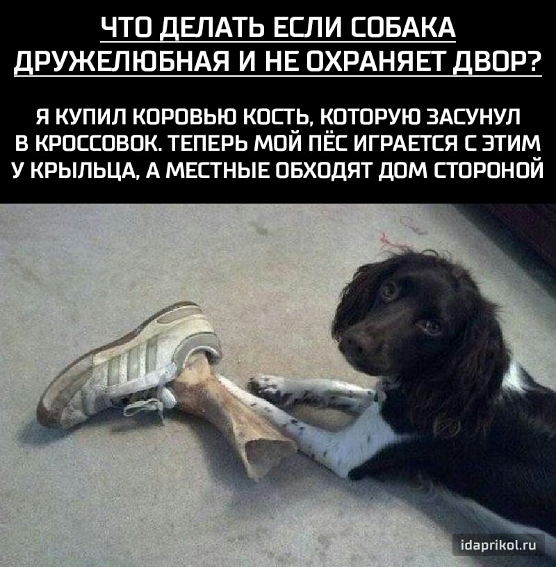 ЧТО ДЕЛАТЬ ЕСЛИ СОБАКА РДУЖЕЛЮБНАЯ И НЕ ОХРАНЯЕТДВОР Я КУПИЛ КОРОВЬЮ КОЧЬ КОТОРУЮ ЗАСУНУЛ В КРОССОВОК ТЕПЕРЬ МОИ ПЕС ИГРАЕГСЯ С ЭТИМ_ У КРЫЛЬЦА А МЕСТНЫЕ ОБХОДЯТ ДОМ СТОРОНОИ паргпги