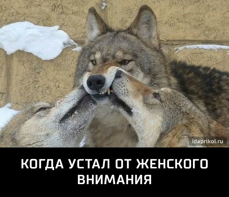 КОГДА УСТАЛ ОТ ЖЕНСКОГО ВНИМАНИЯ