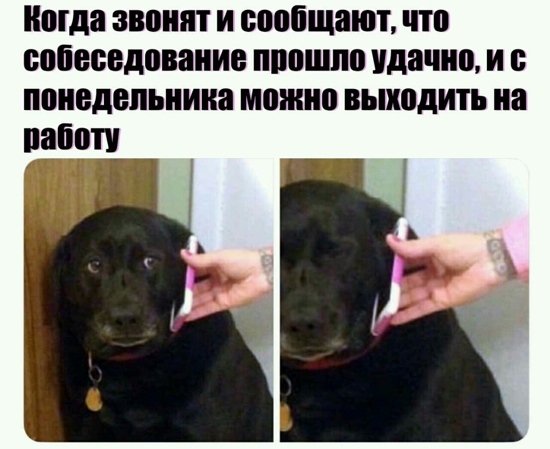 ниша звонят И сообщают что собеседование ппошпо удачно И с понедельника можно выходить на