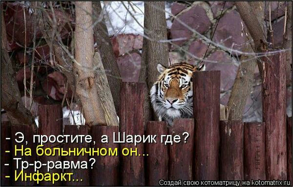 Э п остугге а Шарик где На опьничном он Т авма 21 Создай свою кшпмнтрищ на шотвшх