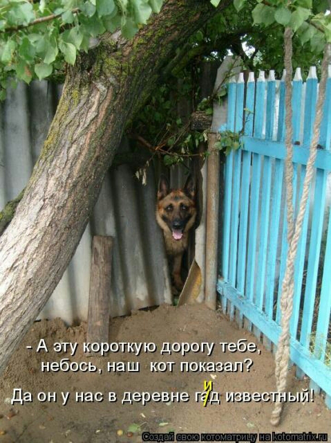 А эту короткую дорогу тебе небось наш кот показан т