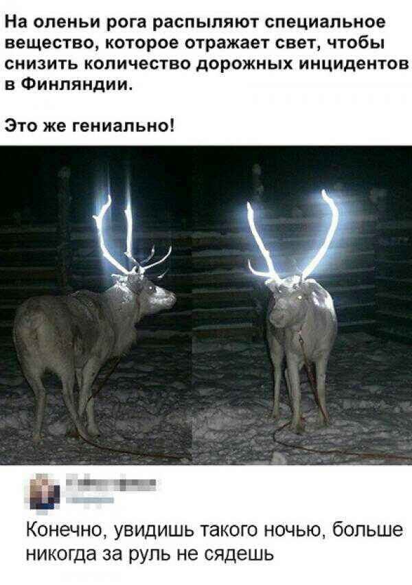 На оленьи рога распыляют специальное вещество которое отражает свет чтобы снизить количество дорожных инцидентов в Финляндии Это же гениально пг Конечно увидишь такого ночью больше никогда за руль не сядешь